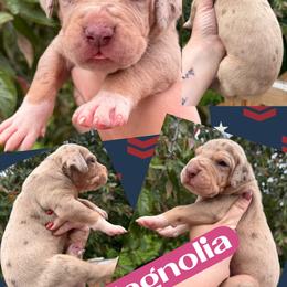 MAGNOLIA - Chocolate and white female Great Dane puppy in Wellsville, New York from Prophecy Danes