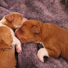 Nova Scotia Duck Tolling Retriever Puppies from Meadowlark Tollers