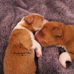 Nova Scotia Duck Tolling Retriever Puppies from Meadowlark Tollers