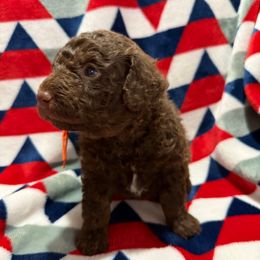 Red Collar Boy - Phantom male Poodle puppy in Huntsville, Alabama from Flint River Poodles