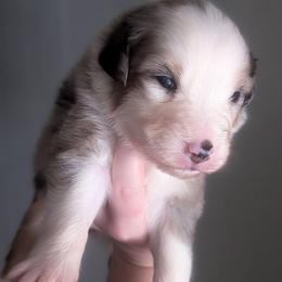 Regina - Blue merle female Australian Shepherd puppy in Georgetown, Texas from River Reign Australian Shepherds