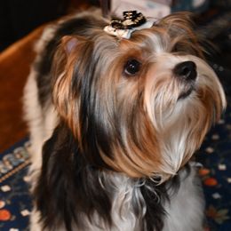Kate - Biewer Terrier