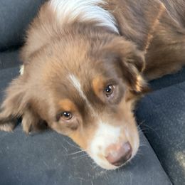 Bomber - Australian Shepherd