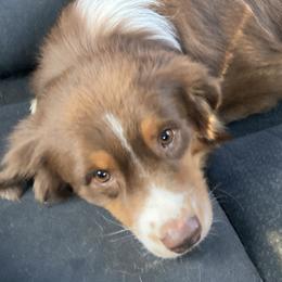 Bomber - Australian Shepherd