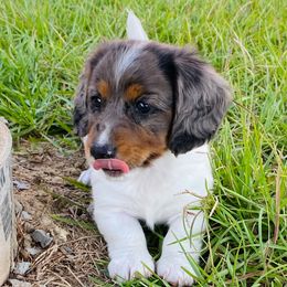Puptart - Dapple female Dachshund puppy in Trenton, Florida from Tweenie Weenie Dachshunds