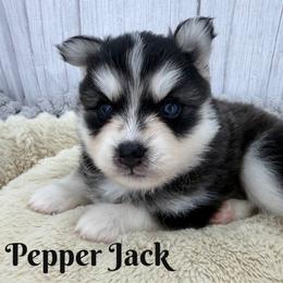 Pepper Jack - Black and white male Pomsky puppy in Eastman, Georgia from Once Upon A Pomsky