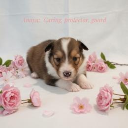 Amaya - Sable and white female Shetland Sheepdog puppy in Minnesota from Sheltie Puppies