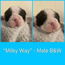 Bulldog Puppies from Sanford and Son Bulldogs