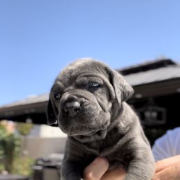 Cane Corso and French Bulldog Puppies from LV3M Cane Corso