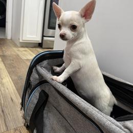 Chihuahua Puppies from McQueen’s Chi”s