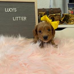 Maple yellow - Red  female Goldendoodle puppy in Shingle Springs, California from Creamy Retrievers