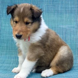 Hei Hei - Sable and white male Collie puppy in St Augustine, Florida from Saltwater Collies LLC