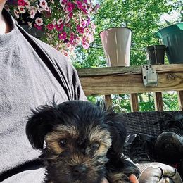 Yorkshire Terrier Puppies from Manny Lancara's Yorkshire Terriers