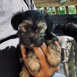 Yorkshire Terrier Puppies from Manny Lancara's Yorkshire Terriers