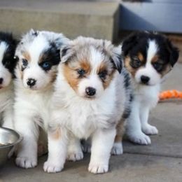 Australian Shepherds from Beth’s Aussies