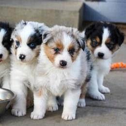 Australian Shepherds from Beth’s Aussies