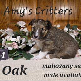 Boy 1 - Sable and white male Shetland Sheepdog puppy in Plainview, Minnesota from Amy's Critters