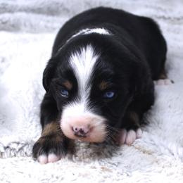 Bonnie - Black tri-color female Australian Shepherd puppy in Falcon, Missouri from www.maubachranch.com
