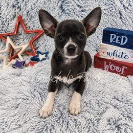 Thumper - Black and white male Chihuahua puppy in Bowdon, Georgia from Paschal's Pups