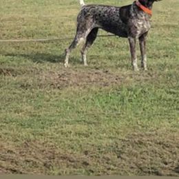 American Bully, German Shorthaired Pointer, and German Wirehaired Pointer All Grown Up from Shoreline Pointers