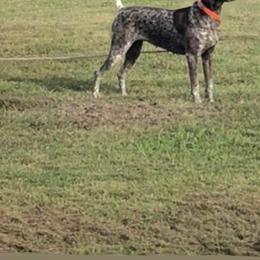 American Bully, German Shorthaired Pointer, and German Wirehaired Pointer All Grown Up from Shoreline Pointers