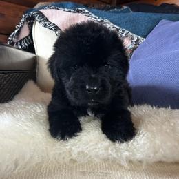Black 2 - Black male Newfoundland puppy in New York from Johnson Farms