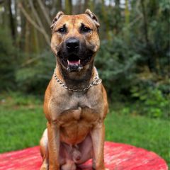 Remy - Working Dog Cross