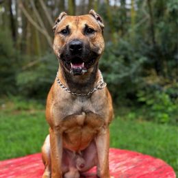 Remy - Working Dog Cross