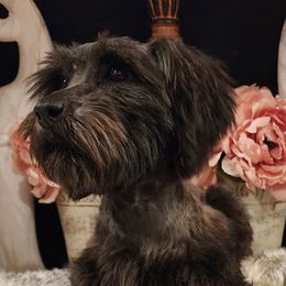 Lady - Miniature Schnauzer