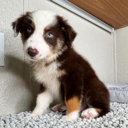 Simba - Red tri-color male Australian Shepherd puppy in Polk City, Florida from Skaky Shepherds