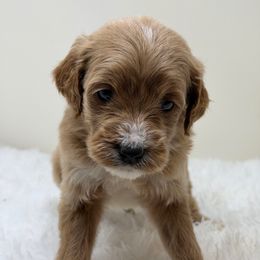 Female 5 - Apricot female Goldendoodle puppy in Haleyville, Alabama from Susan’s Prefurred Doodles
