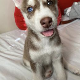 Siberian Husky Puppies from Bella's Working husky