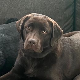 Kaya - Labrador Retriever