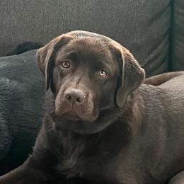 Kaya - Labrador Retriever