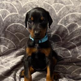 Girl 5 - Black and rust female Doberman Pinscher puppy in Lake City, Florida from Paintedcrazy Doberman Pinchers