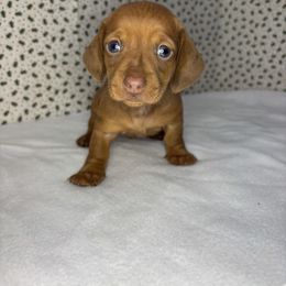 Hayes - Red male Dachshund puppy in Mountain Grove, Missouri from Happy Hounds and More🐾