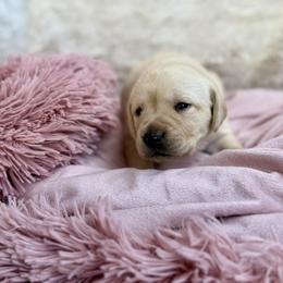 Nova - Yellow female Labrador Retriever puppy in Sweet Home, Oregon from Snowpeak English Labradors