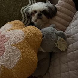 Shih Tzus from Harrisburg Shih Tzus