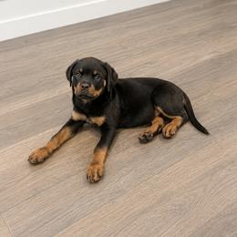 Nika - Black and mahogany female Rottweiler puppy in Parker, Colorado from Denver Rotties
