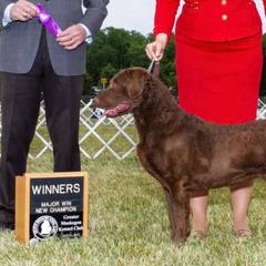 Chesapeake Bay Retrievers from Sky Pond Chesapeakes