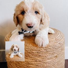Butterball - Fawn and white male Sheepadoodle puppy in Republic, Missouri from DOOD & Co