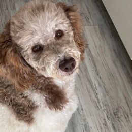 Bordoodles and Goldendoodles from Triple B Doodles