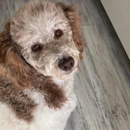 Bordoodles and Goldendoodles from Triple B Doodles