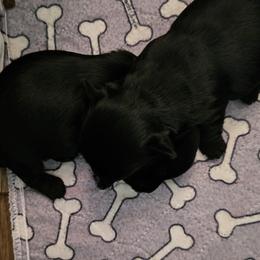 Yorkshire Terrier puppies from BiewerHeart Yorkies