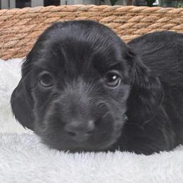 Paddy - Black and tan male Dachshund puppy in Wallingford, Kentucky from Hensley Homestead Dachshunds