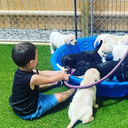 Labrador Retrievers from Atlas Labradors LLC