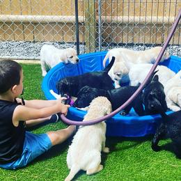 Labrador Retrievers from Atlas Labradors LLC