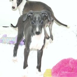 Mila Male 2 - Blue male Italian Greyhound puppy in Sparta, Tennessee from Summerwind Kennel