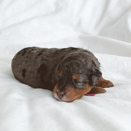 Bernedoodle and Goldendoodle Puppies from Baileys Ranch
