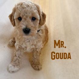 Mr. Gouda - Apricot male Goldendoodle puppy in Sacramento, California from Dandy Doodles Goldendoodles